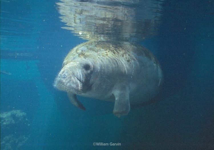 An underwater photo of Ariel the manatee in the clear waters of Homosassa Springs.