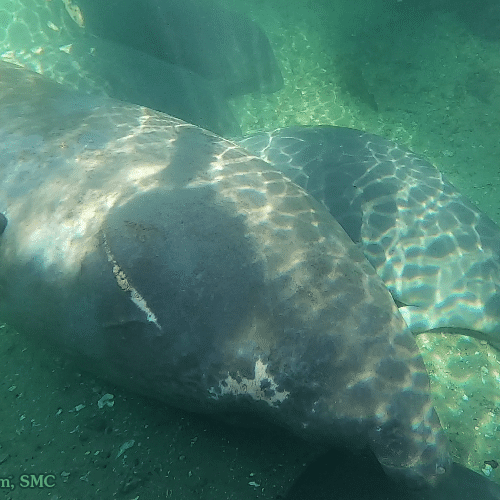 Lily, the oldest female manatee at Blue Spring, is still reliable when it comes to attending the morning roll call. We took this photograph of her on November 30, 2024.
