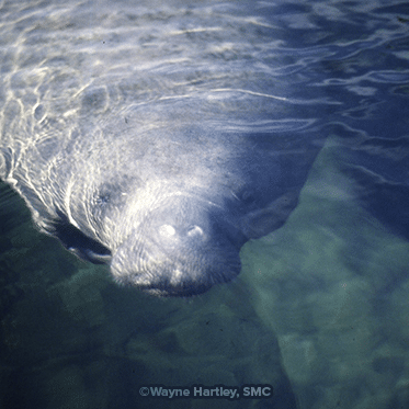 BS102 Dana Fall 1992 Wh