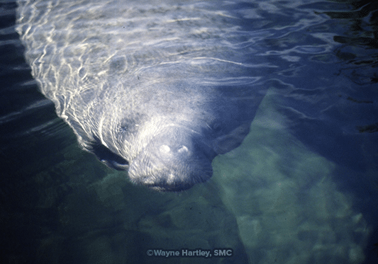 BS102 Dana Fall 1992 Wh