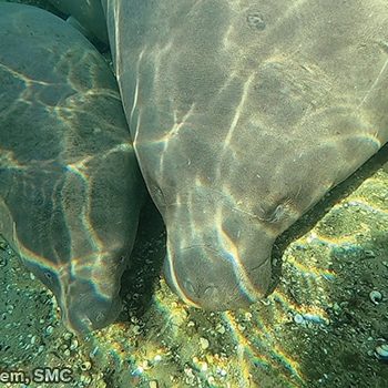 Phyllis and her calf resting in Blue Spring on March 19.