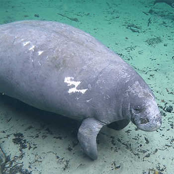 Flash during a visit to Blue Spring on December 17, 2025.