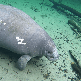 Flash was ‘posing’ for the camera during roll call on December 17.