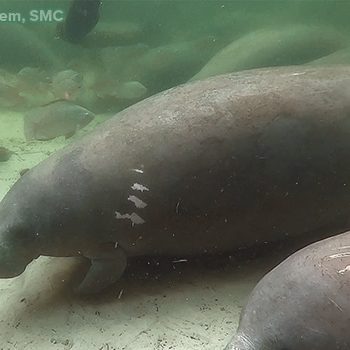 Moo Shoo resting in Blue Spring in March, just a few days before she left the spring for the season.