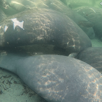 Gator was in the midst of a large aggregation on one of the coldest winter days on February 4.