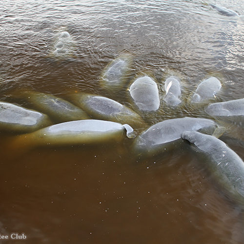 Celebrating a Summer of Volunteering Successes | Save the Manatee Club