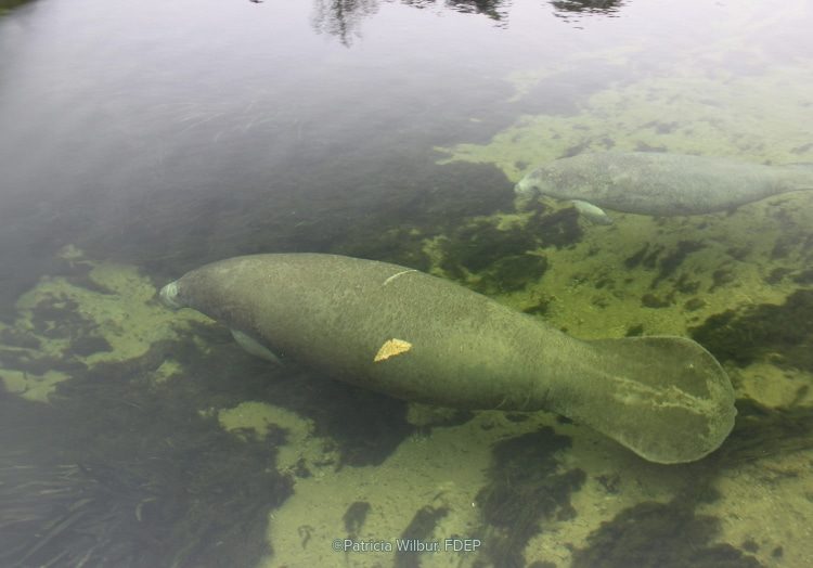 An above-water photo showing Bama the manatee swimming through Alabama waters with a smaller manatee just behind her.