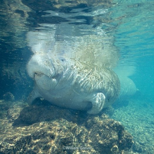 An underwater photo of Betsy the manatee swimming over some rocks while she surfaces for air.