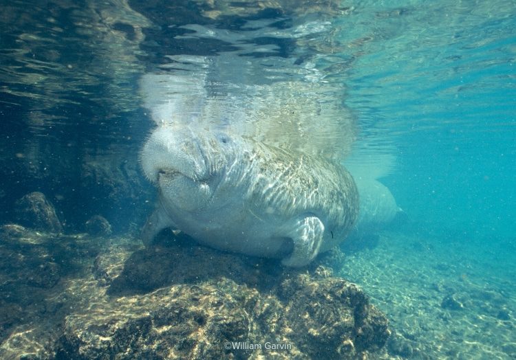 An underwater photo of Betsy the manatee swimming over some rocks while she surfaces for air.
