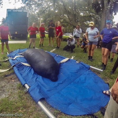 Carditee undergoes a final evaluation before being carried by volunteers into the water at Blue Spring.