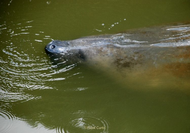 An above-water photo of Chessie the manatee surfacing for air.