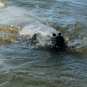 A manatee spotted feeding in Mobile Bay, Alabama.