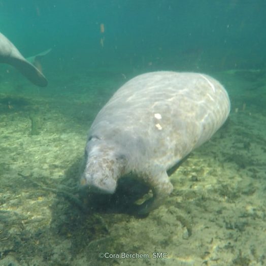 An underwater photo of Deep Dent the manatee swimming through Blue Spring State Park.