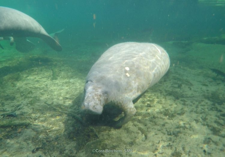 An underwater photo of Deep Dent the manatee swimming through Blue Spring State Park.