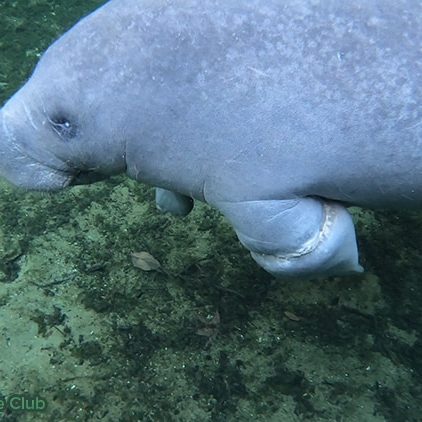 In November, a volunteer noticed a manatee, who would later come to be known as "Manatee Jones," with a swollen flipper due to entanglement.