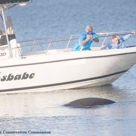 FWC Report Manatees Responsible boaters report and stay with an injured manatee until help arrives. ©Florida Fish and Wildlife Conservation Commission