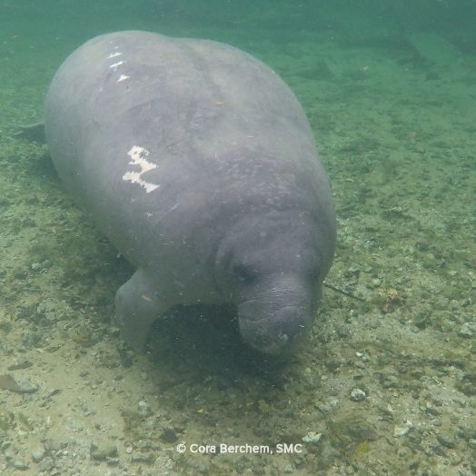 An underwater photo of Flash the manatee swimming through the clear Blue Spring waters.