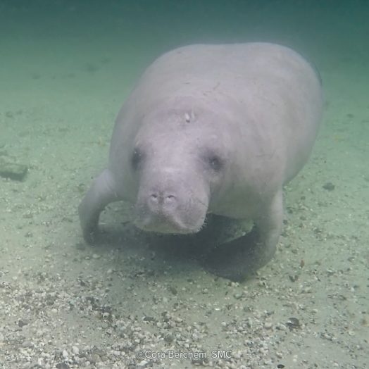 An underwater photo of Floyd the manatee swimming at Blue Spring State Park.