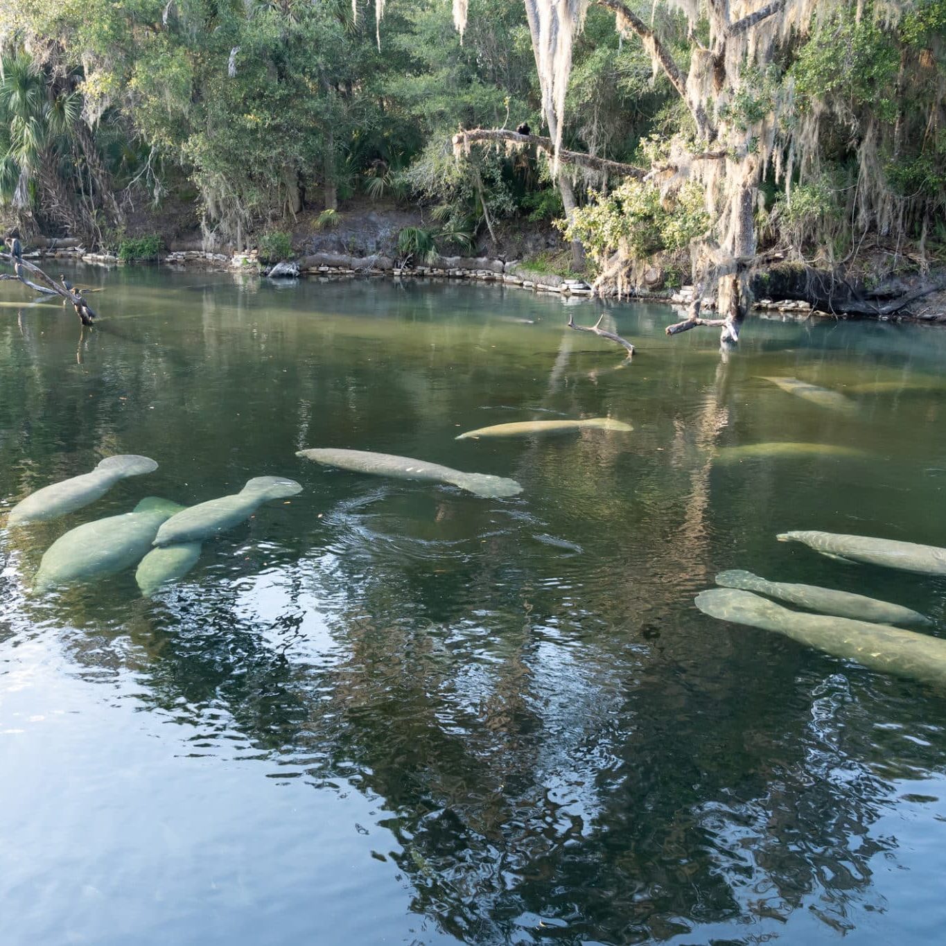 An above-water photo showing several manatees congregating at a freshwater spring.
