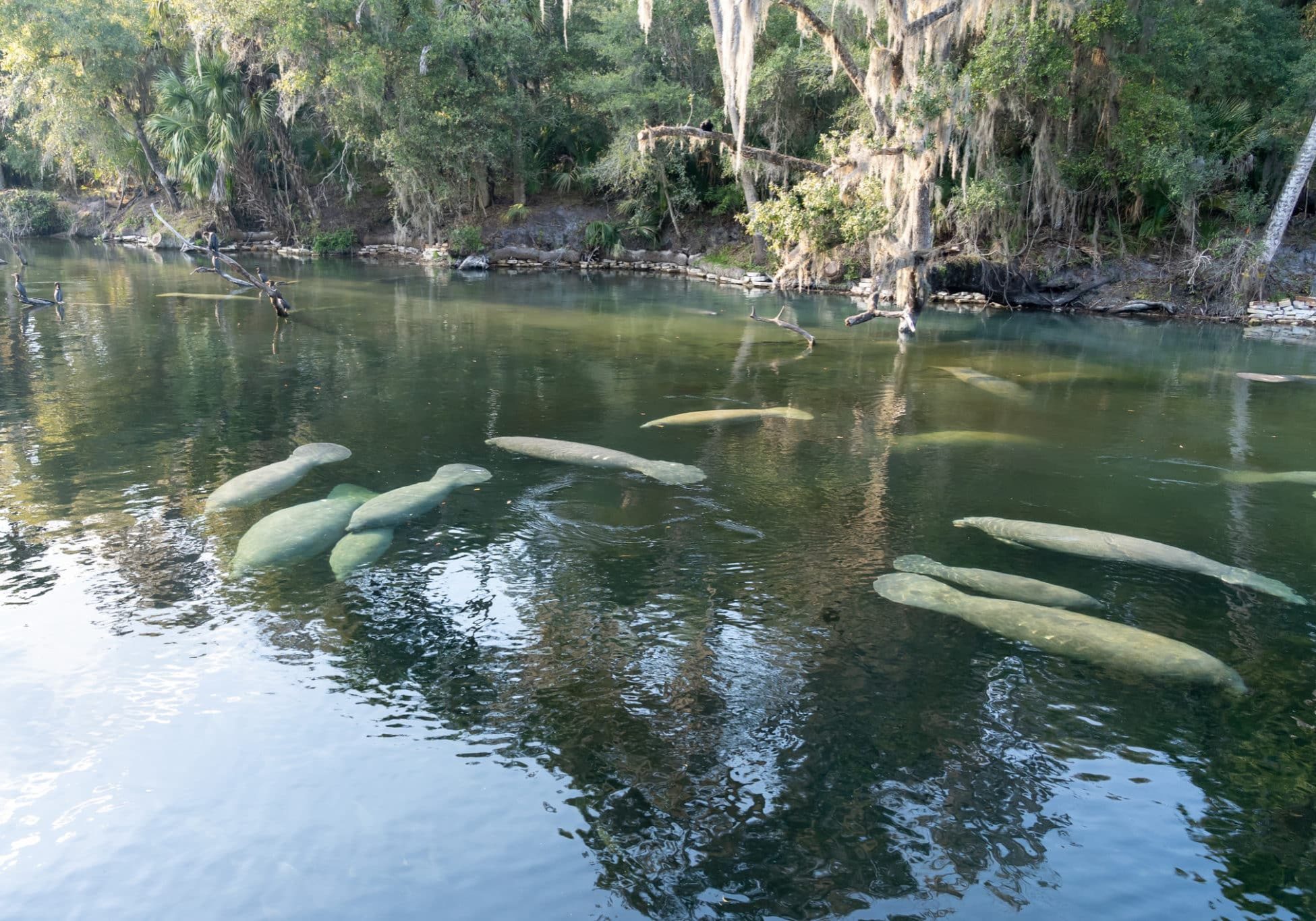 An above-water photo showing several manatees congregating at a freshwater spring.