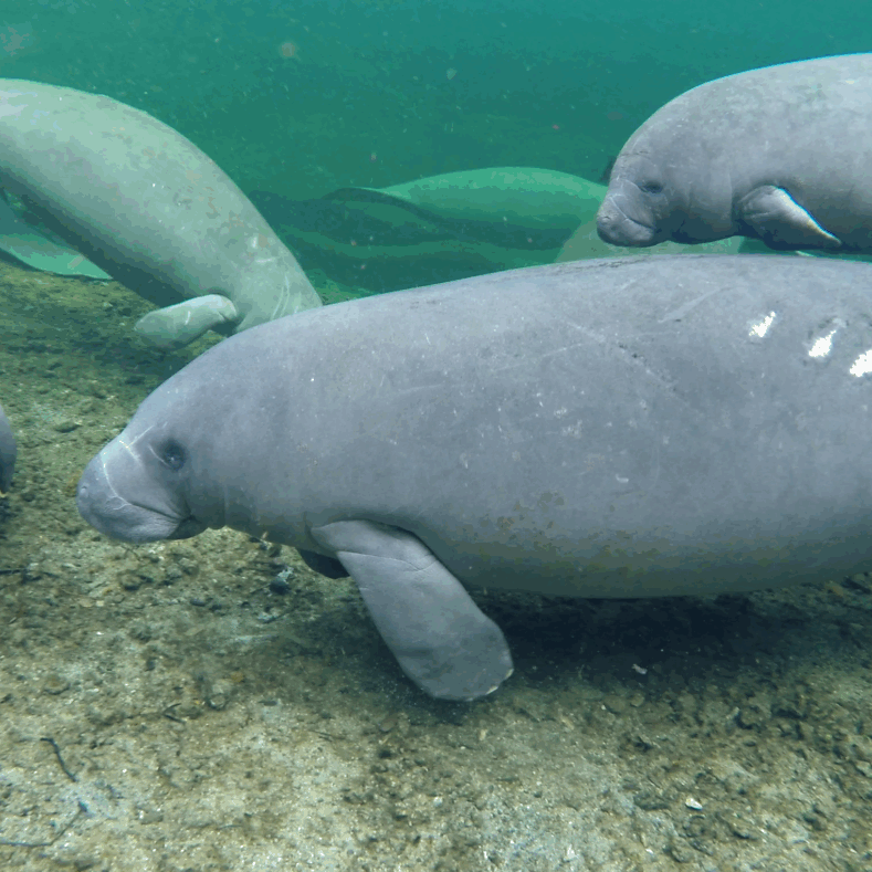 Group Of Manatees At Blue Spring By SMC (4)