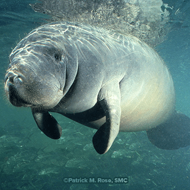 HSSP Manatee 'Star' By Pat Rose