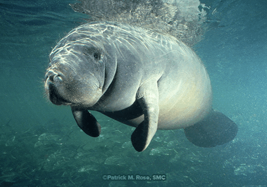HSSP Manatee 'Star' By Pat Rose