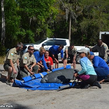 Members of the MRP prepare manatee Holler for his release back into his natural habitat at Blue Spring.