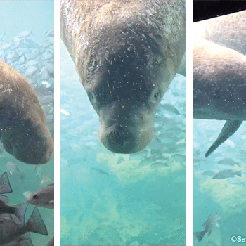 A mom and her calf swim by the large windows of the underwater observatory at Homosassa Springs.