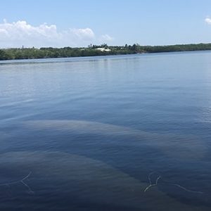 On a bright day, in dark water, manatees can be almost invisible. These manatees are just below the surface in the waters around Key West. 
Photo courtesy of Shelby Theisen.
