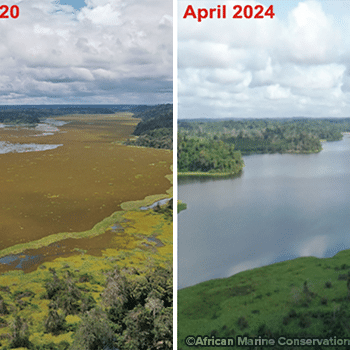 Lake Ossa before and after the introduction of the salvinia weevil which feeds on the invasive salvinia plant.