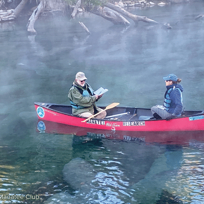 SMC researchers Wayne and Cora paddle slowly up the spring run on a cold winter morning, counting and identifying as many manatees as they can.