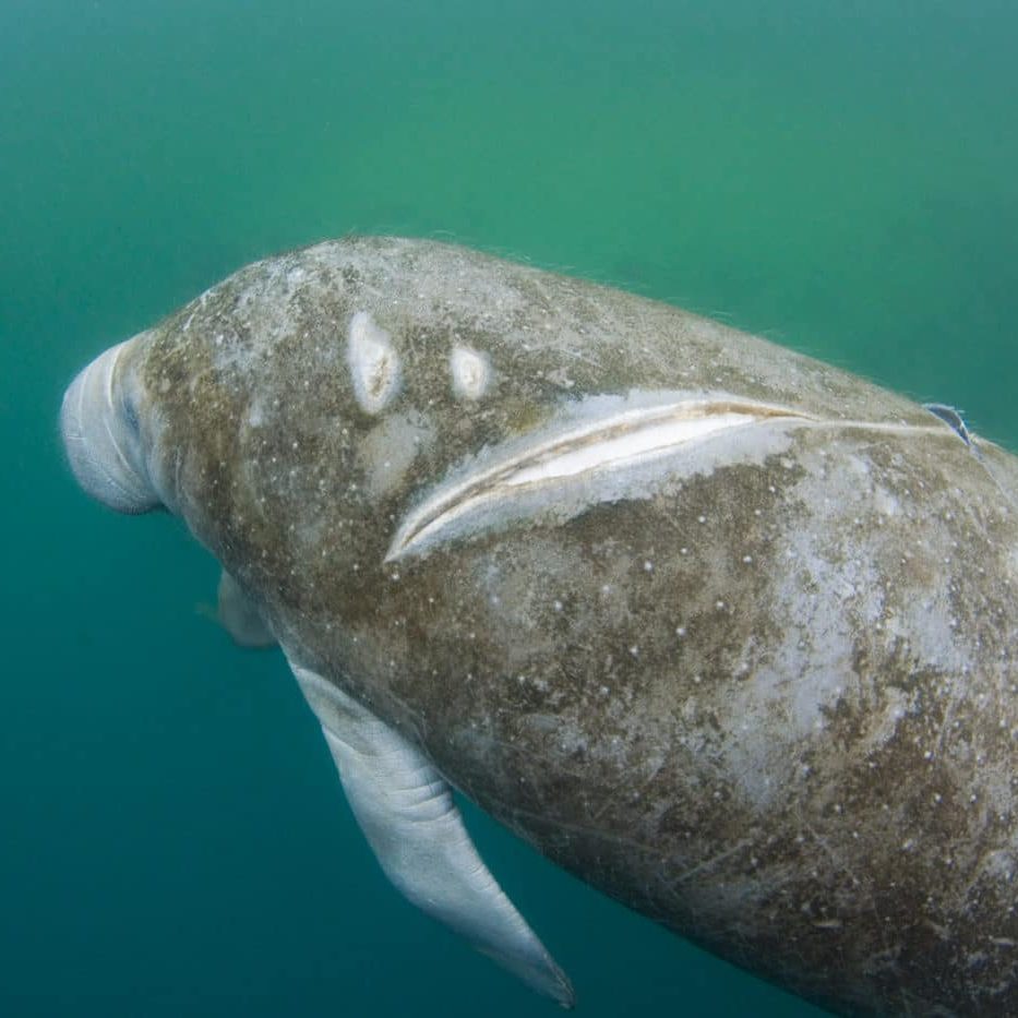 Florida Manatee (Trichechus manatus latriostris) A subspecies of the West Indian Manatee. Photo showing scarring,some extreme, to tail and body from motor boat propellor. Photo taken at Hospital Hole Spring on the Weeki Wachi River,Florida