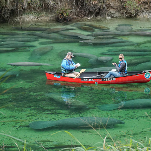 Manatee researchers Wayne and Cora identify and count manatees at Blue Spring. 