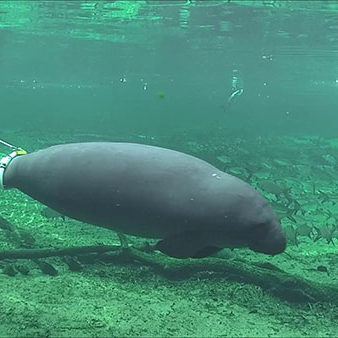 Complete tracking equipment—including belt, tether, and buoy—is visible in this photo of Miles, taken by SMC’s underwater webcam at Blue Spring State Park.
