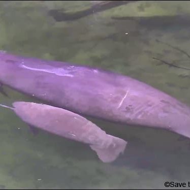 A nice photo of a manatee mom and calf pair seen on the webcams at Blue Spring this summer.