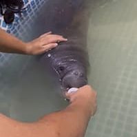 Orphan manatee Newt being bottle fed at RAREC in Peru. 
Photo courtesy of RAREC.