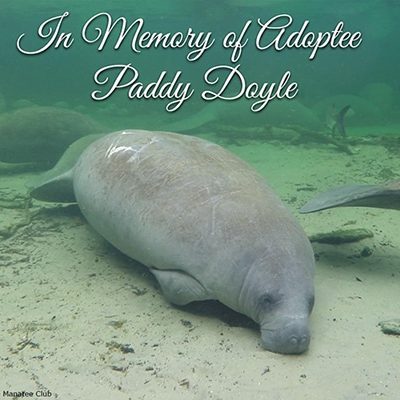 Paddy Doyle Tribute