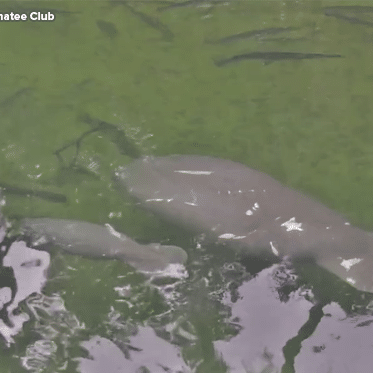 Phyllis and her yearling calf were among the summer sightings at Blue Spring State Park.