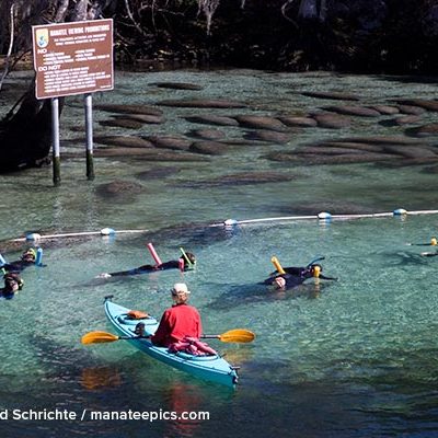 A photo showing a congregation of manatees in the protected sanctuary of Three Sisters Springs while several snorkelers and a kayaker are just outside the border of the refuge.