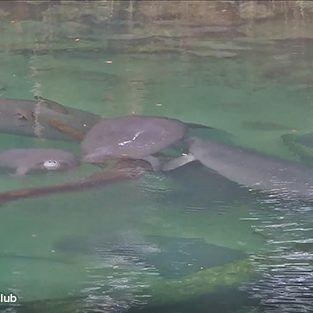 Manatees at Blue Spring were spotted on the above-water webcam frolicking around a submerged tree branch.