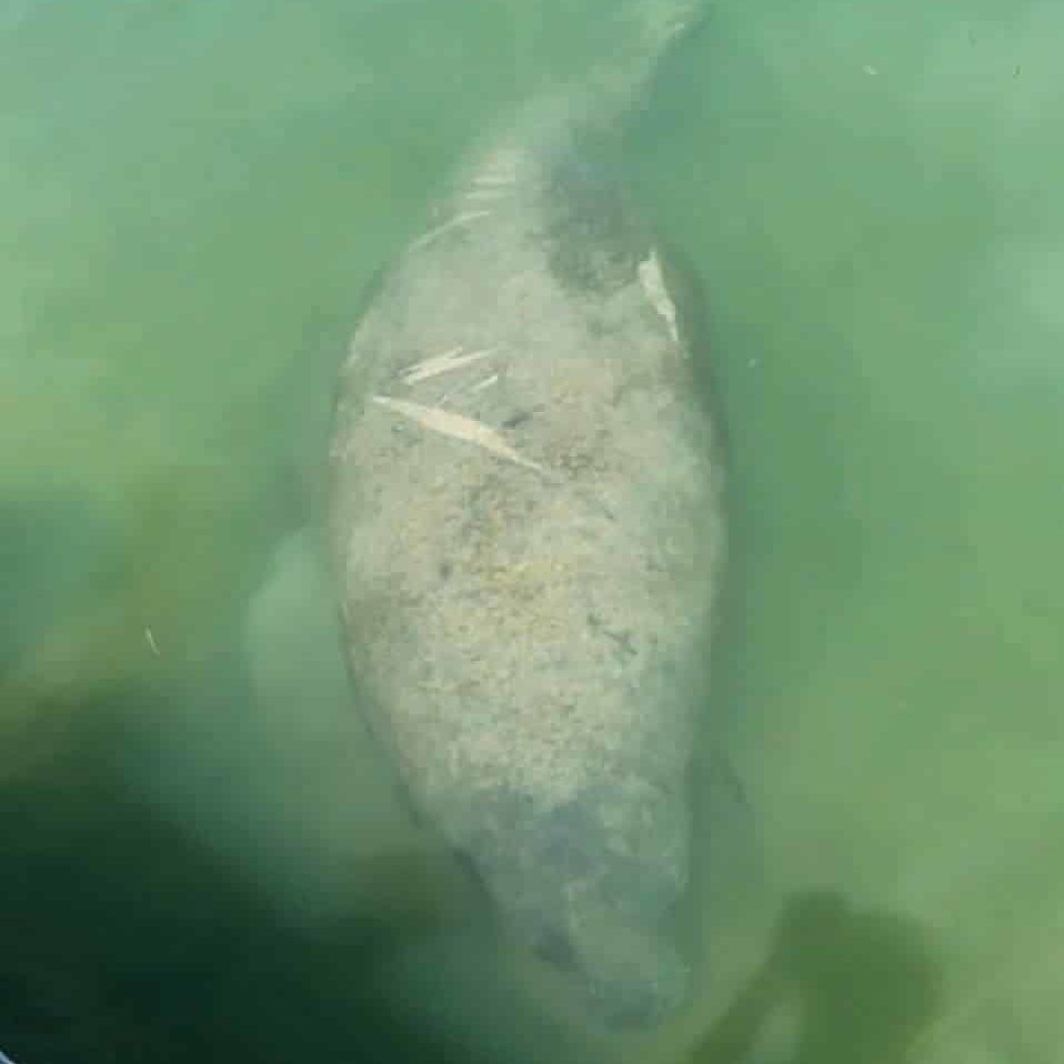 New adoptee Zelda was spotted by a citizen in Summerland Key on July 9. Photo courtesy of Preston Guile.