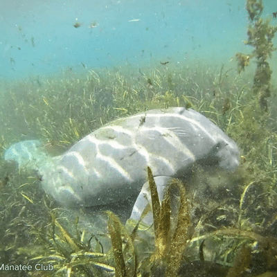 A view from the underwater webcam located at Silver Springs State Park.