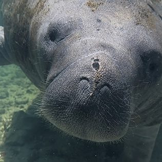 Betsy swims up to the feeding ring ahead of her lunchtime lettuce delivery.