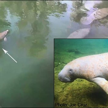 A manatee encircled by a bike tire last season (see insert at right) has returned to Blue Spring State Park tire free but bears scars from the ordeal.