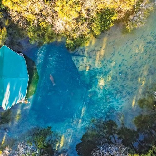 An aerial image looking down shows manatees among swirling fish in the main Homosassa Spring on a cold winter morning.