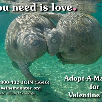 An image showing two manatees, with one swimming sideways to nuzzle the other. There is text on the image reading: All you need is love. Adopt-A-Manatee for Valentine's Day.