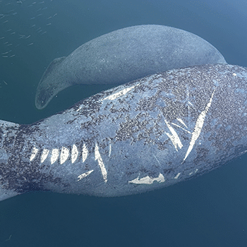 Zelda and her calf were photographed in Key West in January.