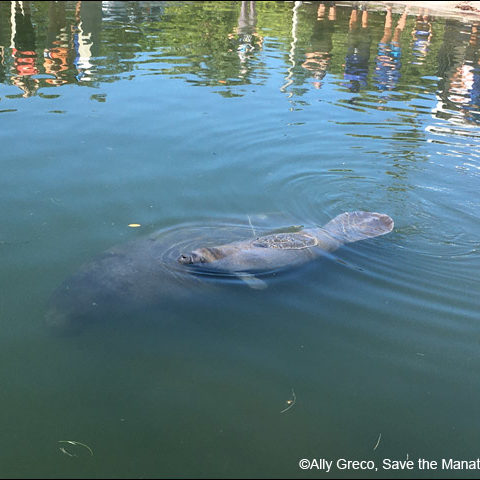 An above-water photo of a manatee calf surfacing for a breath while the calf's mother is just visible below the surface behind the calf.