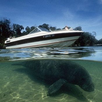 Boats Manatees Drs